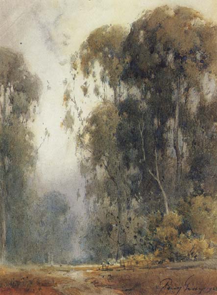 Eucalyptus Trees